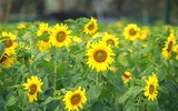 Vườn hoa hướng dương nở trong Hoàng thành Thăng Long